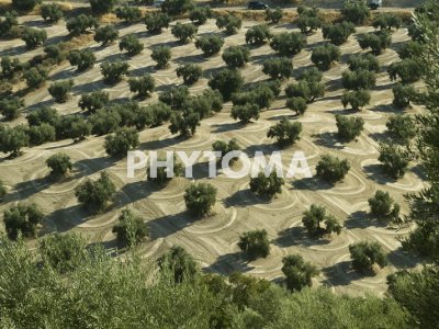 Olivar, olivo 